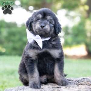 Roscoe, Mini Goldendoodle Puppy